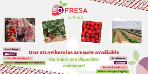 Sofresa &#8211; Notre nouvelle marque de fruits rouges