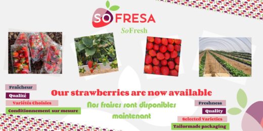 Sofresa&#x20;&amp;&#x23;8211&#x3B;&#x20;Notre&#x20;nouvelle&#x20;marque&#x20;de&#x20;fruits&#x20;rouges