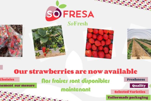 Sofresa &#8211; Notre nouvelle marque de fruits rouges
