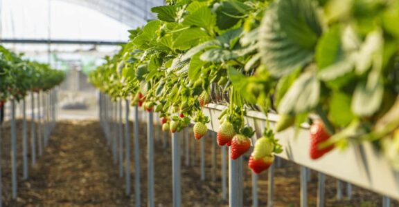Notre savoir-faire agricole et logistique