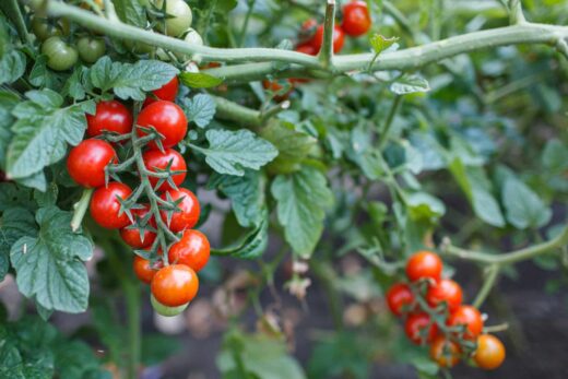 Tomate cerise grappe