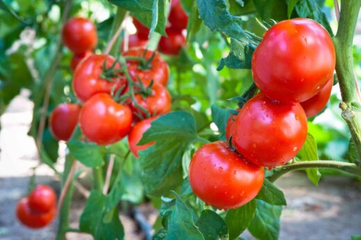 Tomate ronde